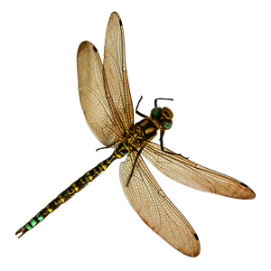 Dragonfly PNG-26270